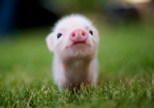 Of course she's a cute pig!