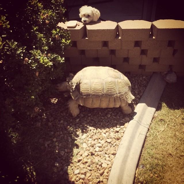 Giant tortoise in back yard with their dog having a peek